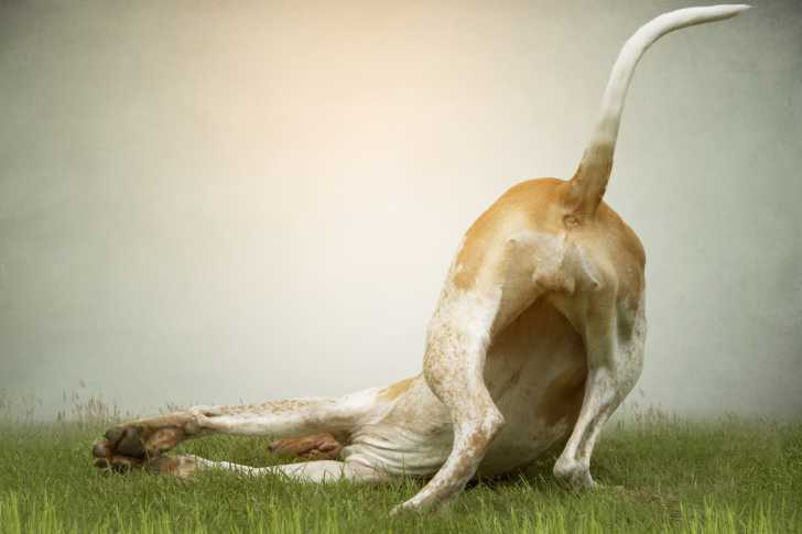 Photo American English Coonhound