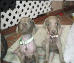 Calesi & Draco - Braque de Weimar (1 mois)