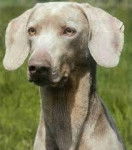 Vox - Braque de Weimar Mâle (12 ans)