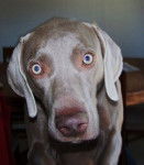 Bodie - Braque de Weimar M&acirc;le (4 ans)