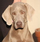 Guess First Born Des Weim's Speed And Class - Braque de Weimar (1 an)