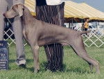 Slate - Braque de Weimar Mâle (10 ans)
