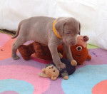 Eden (quand elle était petite) - Braque de Weimar (1 an)