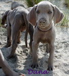 Dana - Braque de Weimar (3 ans)