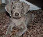 Lilou - Braque de Weimar (3 mois)