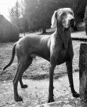 M&rsquo;TCHAI-ICI De Gray Ghost de la Chevalerie&nbsp; - Braque de Weimar M&acirc;le (2 ans et 7 mois)