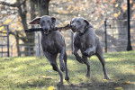 Deux Braques de Weimar jouent avec un gros bâton dans un parc