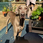 Un Braque de Weimar sur un tapis et portant un collier autour du cou