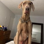 Un Braque de Weimar assis sur un lit et portant un collier autour du cou