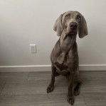 Un Braque de Weimar assis sur un sol carrel&eacute; 