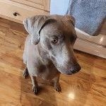 Un Braque de Weimar assis sur un plancher 