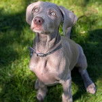 Un Braque de Weimar assis sur une surface herbac&eacute;e et portant un collier autour du cou