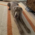 Un Braque de Weimar allong&eacute; sur un tapis et semblant d&eacute;tendu