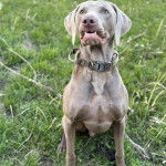 Un Braque de Weimar assis sur un terrain herbeux et portant un collier autour du cou