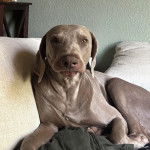 Un Braque de Weimar allong&eacute; sur un canap&eacute; 