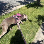 Un Braque de Weimar sur une surface gazonn&eacute;e et qui est tenu en laisse 