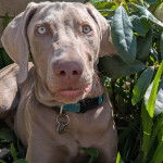 Un Braque de Weimar allong&eacute; sur un terrain herbeux et portant un collier autour du cou