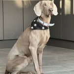 Un Braque de Weimar assis sur un sol carrel&eacute; et portant un collier autour du cou