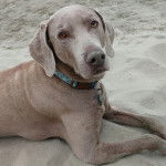 Un Braque de Weimar allong&eacute; sur une surface sableuse et portant un collier autour du cou