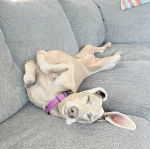 Un Braque de Weimar allong&eacute; sur un canap&eacute; et portant un collier autour du cou