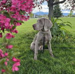 Un Braque de Weimar sur une surface gazonn&eacute;e et qui est tenu en laisse 