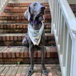 Un Braque de Weimar assis sur une marche d'escaliers et portant un collier autour du cou