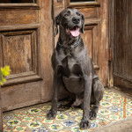 Un Braque de Weimar tirant la langue et portant un collier autour du cou