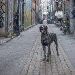 Un Braque de Weimar dans une ruelle et portant un collier autour du cou

