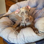 Un Braque de Weimar allong&eacute; et portant un collier autour du cou