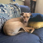 Un Braque de Weimar allong&eacute; sur un canap&eacute; et semblant d&eacute;tendu