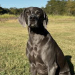 Un Braque de Weimar assis sur un terrain herbeux 