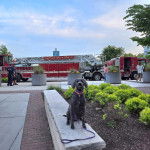 Un Braque de Weimar assis sur une surface b&eacute;tonn&eacute;e et qui est tenu en laisse 