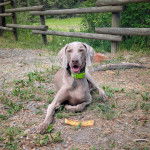 Un Braque de Weimar allong&eacute; sur un terrain herbeux et portant un collier autour du cou