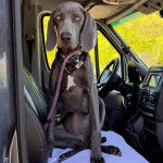 Un Braque de Weimar assis dans une camionnette et qui est tenu en laisse