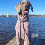 Un Braque de Weimar qui est tenu en laisse et portant un habit pour chien 