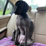 Un Braque de Weimar assis sur la banquette arri&egrave;re d'une voiture et semblant d&eacute;tendu