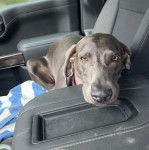 Un Braque de Weimar allong&eacute; dans une voiture et portant un collier autour du cou