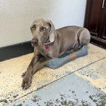 Un Braque de Weimar allong&eacute; dans un panier et portant un collier autour du cou