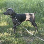 Un Braque de Weimar sur une surface herbac&eacute;e et qui est tenu en laisse 