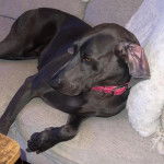 Un Braque de Weimar allong&eacute; sur un canap&eacute; et portant un collier autour du cou