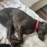 Un Braque de Weimar allong&eacute; et portant un collier autour du cou