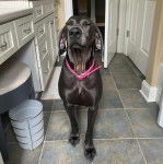 Un Braque de Weimar sur un sol carrel&eacute; et portant un collier autour du cou