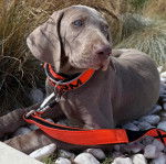 Un Braque de Weimar allong&eacute; sur des gravillons et qui est tenu en laisse 