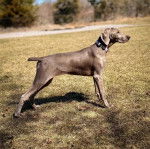 Un Braque de Weimar sur une surface herbac&eacute;e et portant un collier autour du cou
