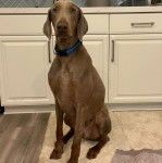 Un Braque de Weimar assis sur un sol carrel&eacute; et portant un collier autour du cou