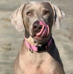 Un Braque de Weimar l&eacute;chant son museau et portant un collier autour du cou