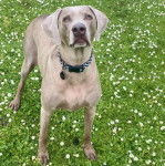 Un Braque de Weimar sur une surface herbac&eacute;e et portant un collier autour du cou