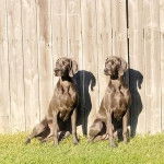Deux Braque de Weimar assis sur un terrain herbeyx 
