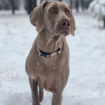 Un Braque de Weimar sur une surface enneig&eacute;e et portant un collier autour du cou
