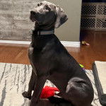 Un Braque de Weimar assis et portant un collier autour du cou